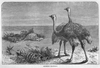 Ostriches Black And White Image